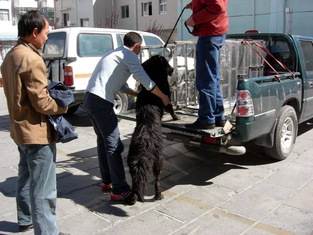 Day1201_Saw a big dog in Lhasa